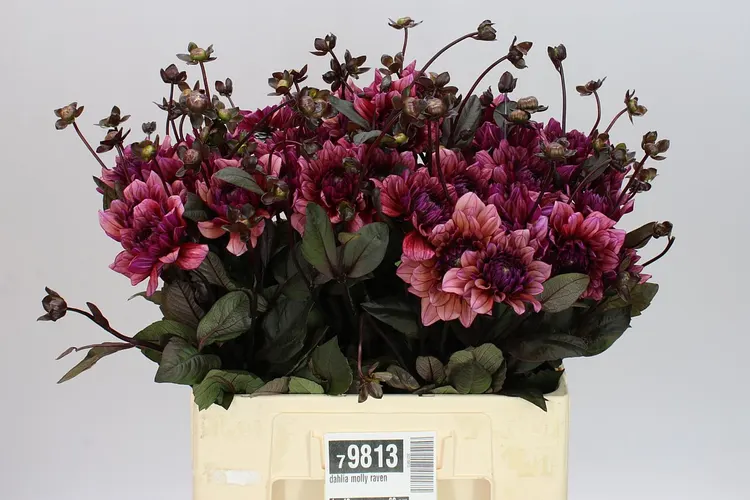 Dahlia Molly Raven 50 cm