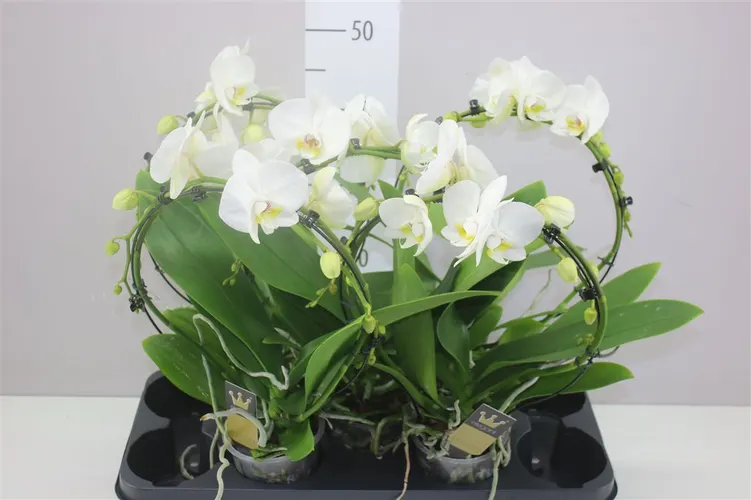 Orchidea Phalaenopsis Mirror biela črepník 12 cm