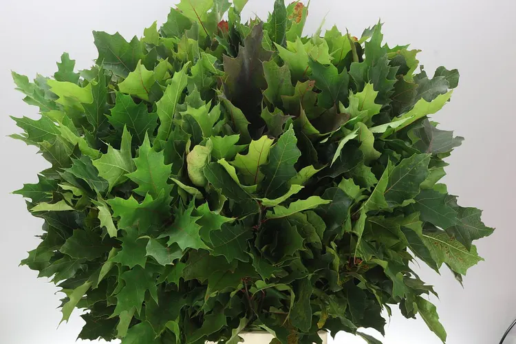 Quercus Rubra 80 cm