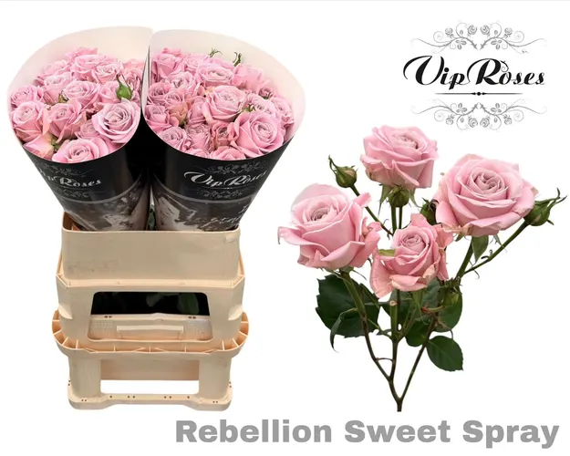 R Tr Rebellion Sweet 70 cm
