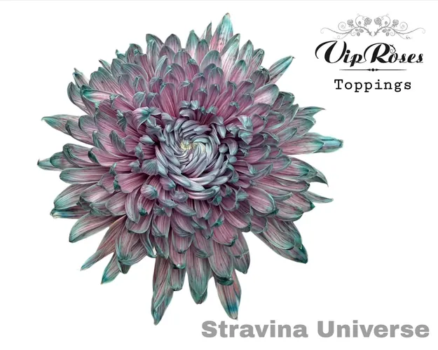 Chryzantéma veľkokvetá Stravina Universe 65 cm