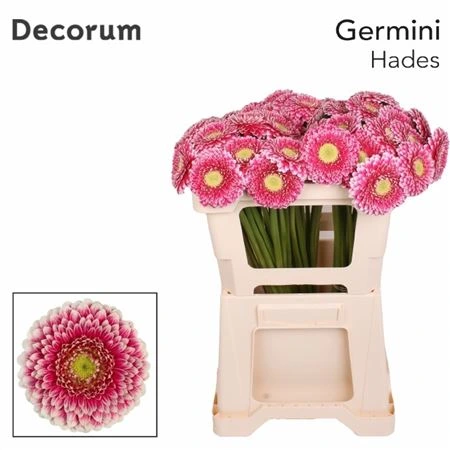 Germini Aqua P Hades 50 cm