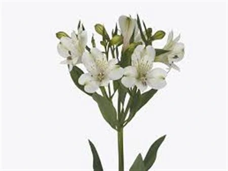 Alstroméria White Swan 75 cm