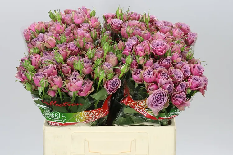 Rosa Tr Purple Sky 60 cm