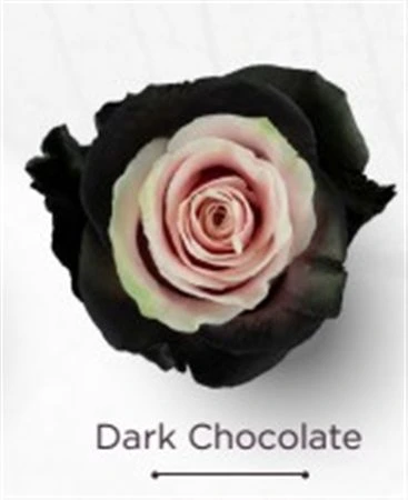 Ruža farbená Dark Chocolate, Ekvádor 50 cm
