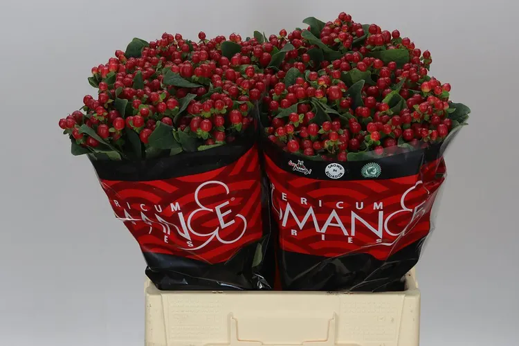 Hyperikum True Romance 60 cm