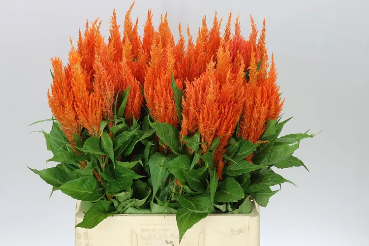 Celosia Pl Orange 60 cm