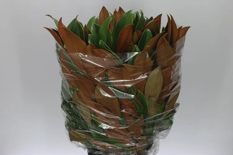Magnolia Leaf 70 cm
