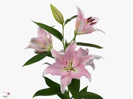 Lil Or Pink 100 cm