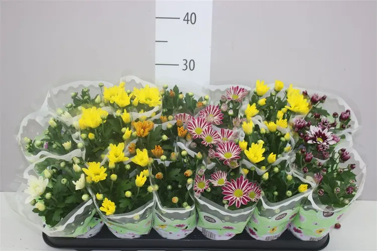 Chrysanth Gemengd črepník 9 cm