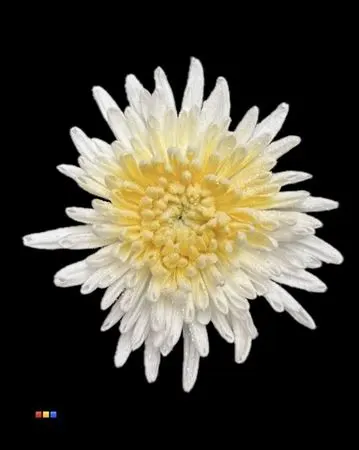Chr G Marshmallow Yellow 70 cm