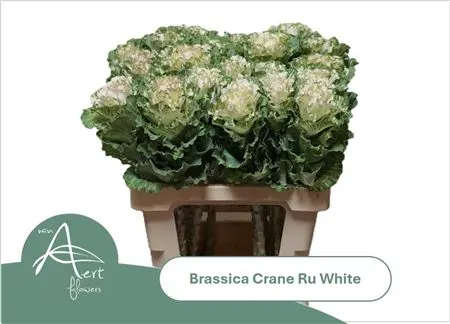 Brassica First White 60 cm
