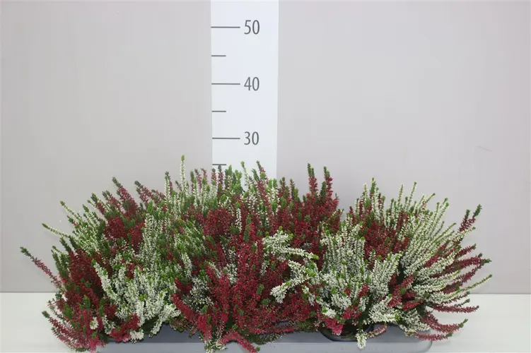 Calluna Vulgaris Twins črepník 9,5 cm