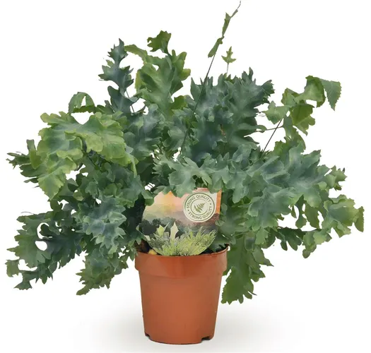 Phlebodium Davana črepník 12 cm