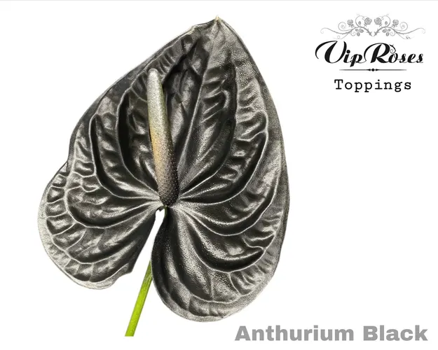 Antúrium A Black 50 cm