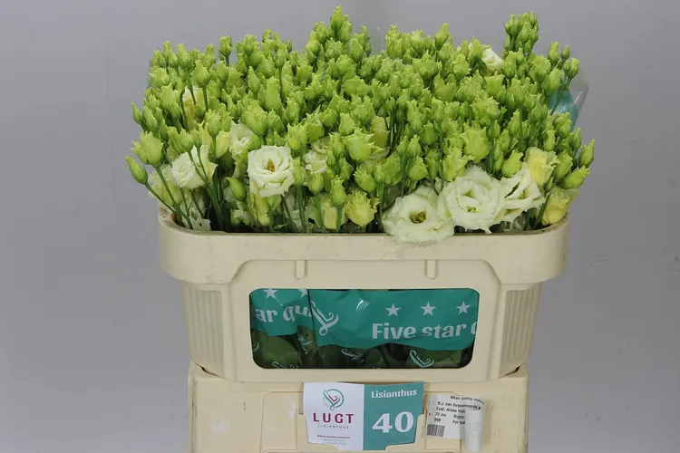 Eust Du Alissa Yellow X50 72 cm