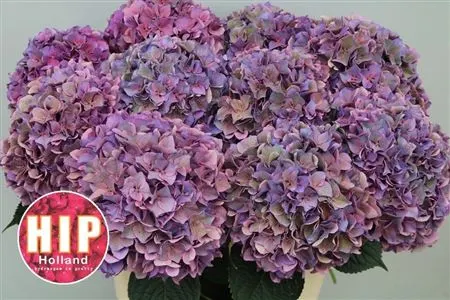 Hyd Rodeo Purple Classic 60 cm