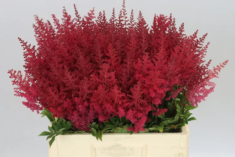 Astilbe Paul Gaarder 60 cm