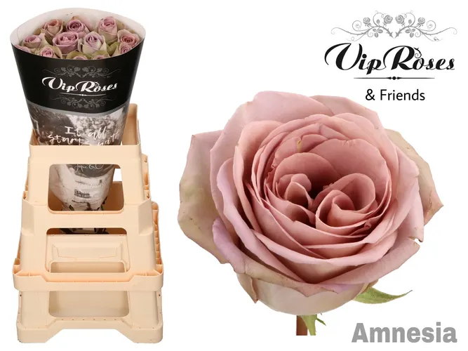 R Gr Amnesia 60 cm