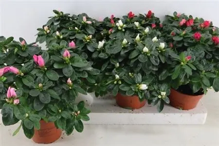 Rhododendron Si Gemengd črepník 14 cm