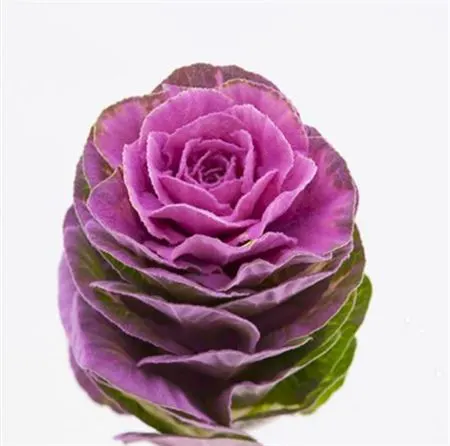Brassica Powdered Cerise 60 cm