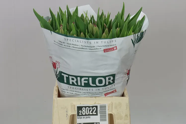 Tulipán jednoduchý Puma 44 cm