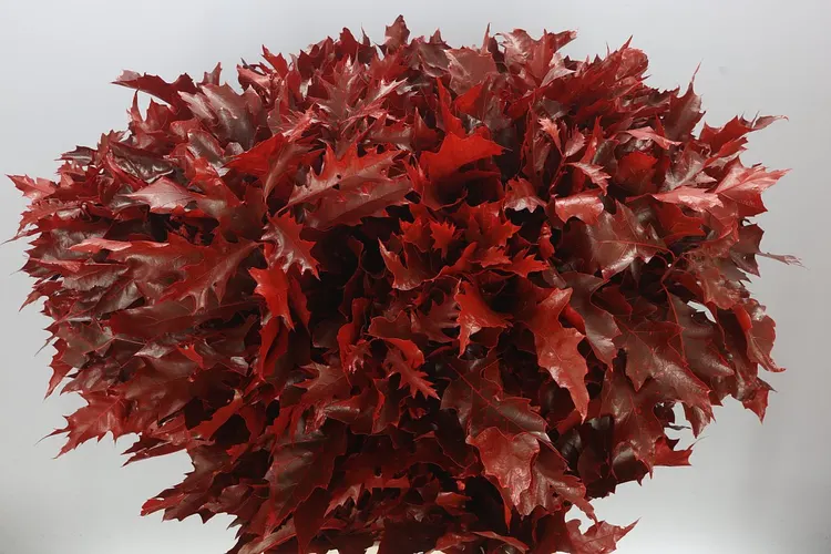 Quercus Painted Red 80 cm