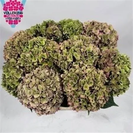 Hyd Rodeo Purple Classic 60 cm