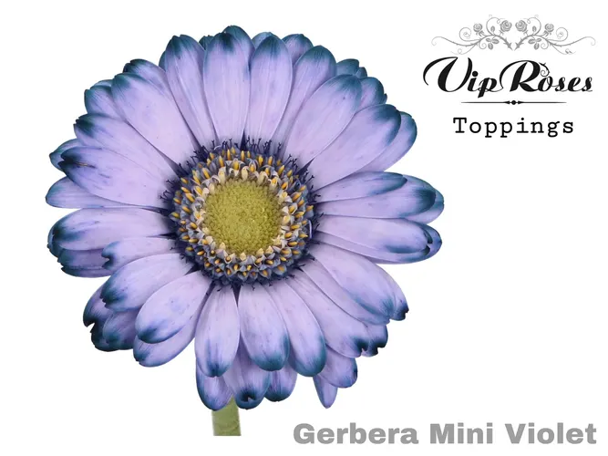Ge Mi Violet 50 cm