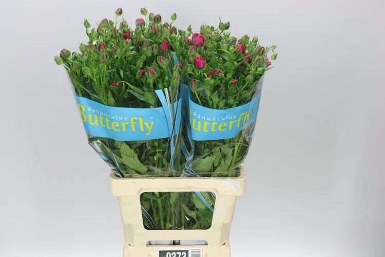 Ranuncul Butterfly Jupiter 70 cm