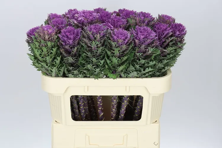 Okrasná kapusta Queen 70 cm