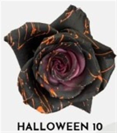 Ruža farbená Halloween 10, Ekvádor 50 cm