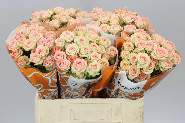 Rosa Tr Azore X5 60 cm