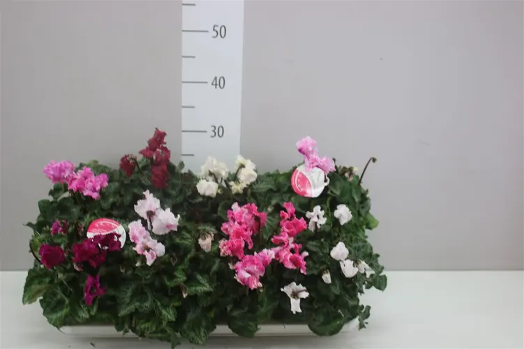 Cyklámen Merengue mix črepník 10,5 cm