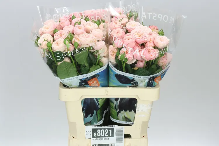 Rosa Tr Royal Blush 60 cm