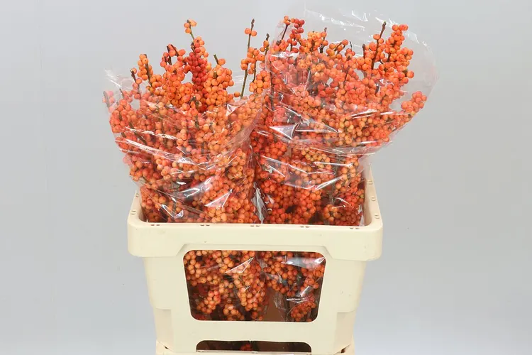Ilex Winter Gold 60 cm
