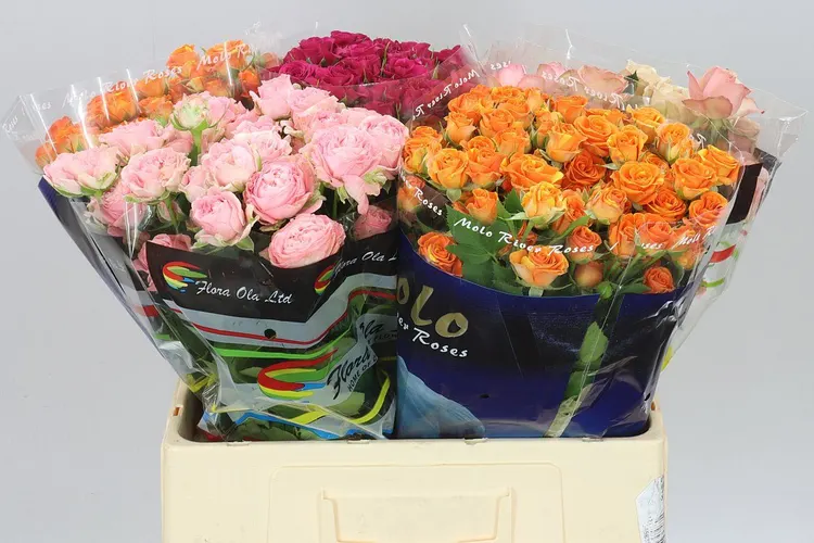 Rosa Tr Mixed In Bucket 60 cm