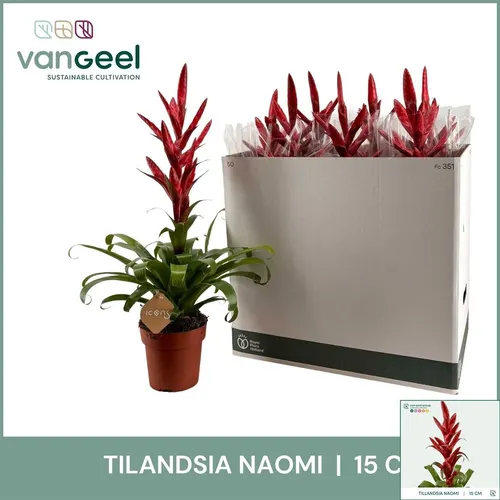 Tillandsia Naomi črepník 15 cm