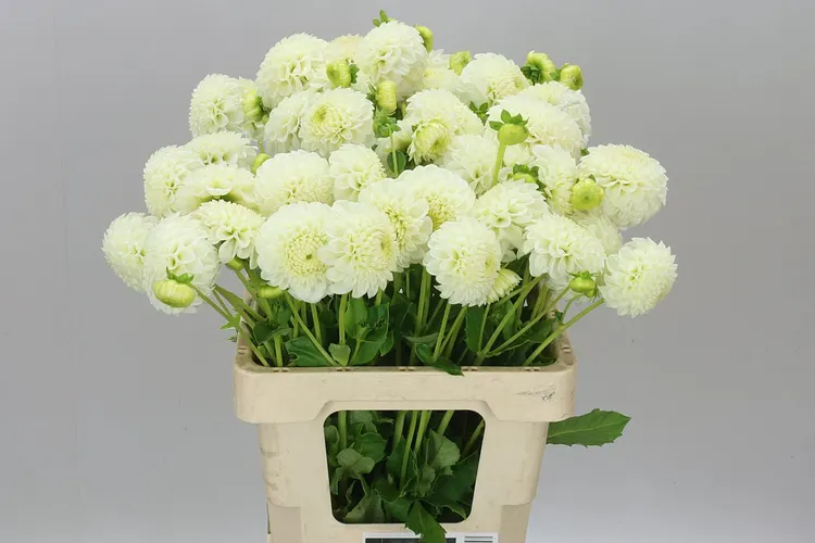 Dahlia Reycroft Jan 60 cm