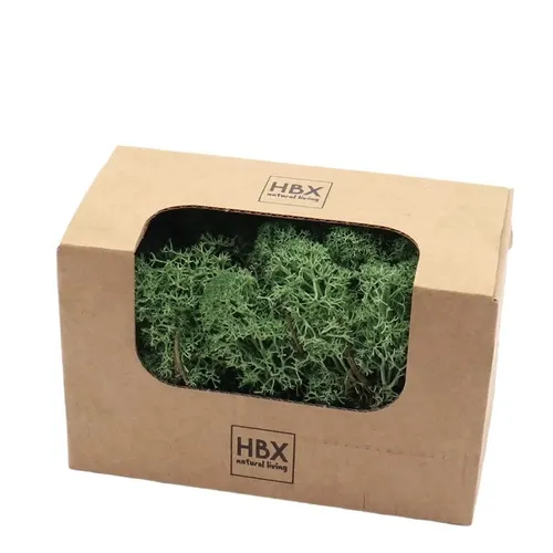 Stabilizovaný sobí mach, zelený, 50 g