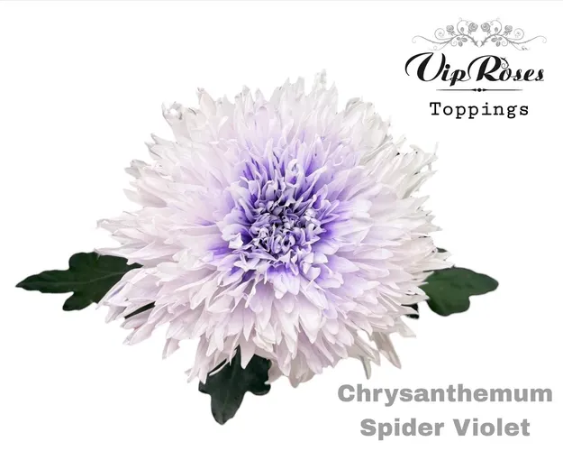 Chryzantéma veľkokvetá Spider Violet 70 cm