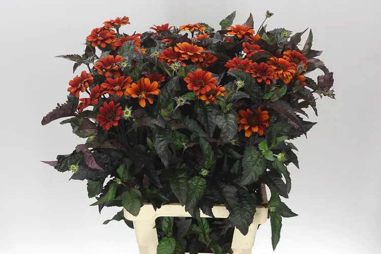 Heliopsis Red Shades 60 cm