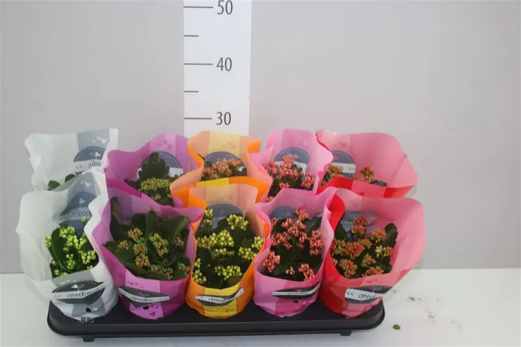 Kalanchoe Calandiva Mix črepník 10,5 cm