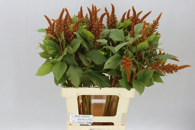 Amaranthus St Cr Hot Biscuit 70 cm