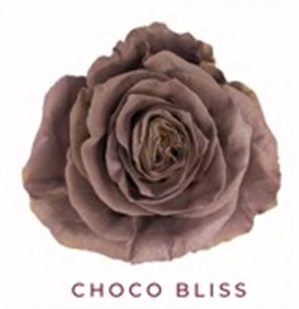Ruža farbená Coco Bliss, Ekvádor 50 cm