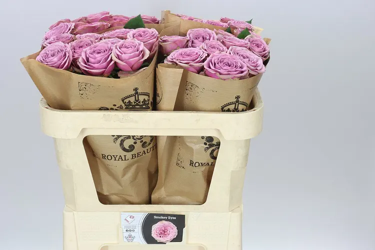 Rosa Gar Smokey Eyes 60 cm