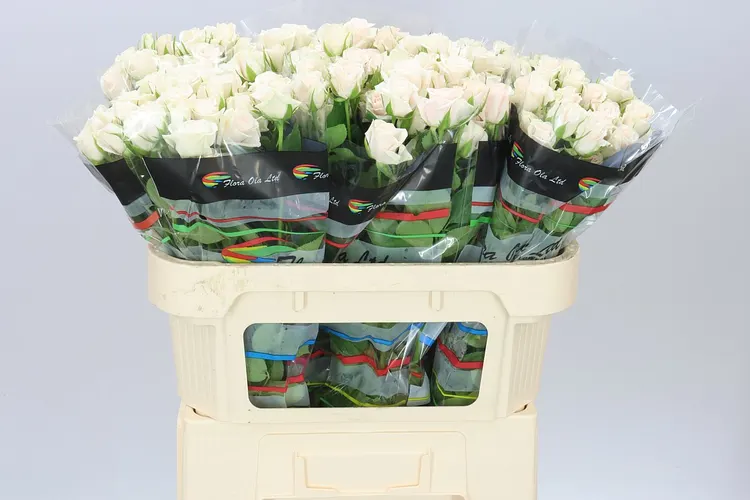 Rosa Tr Royal Porcelina Imp 70 cm