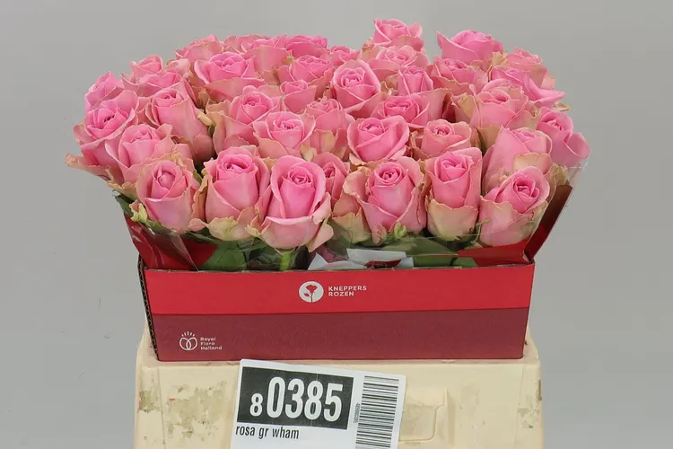 Rosa Gr Wham 40 cm