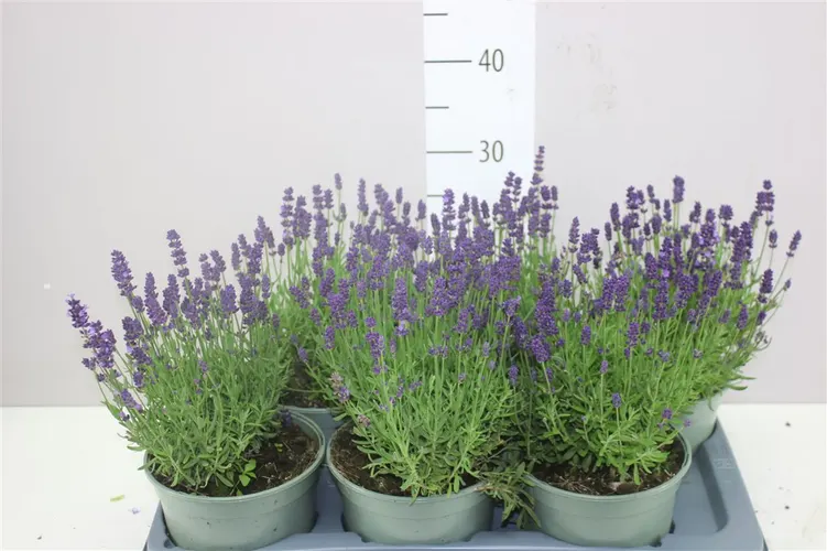 Lavandula An Hidcote črepník 17 cm