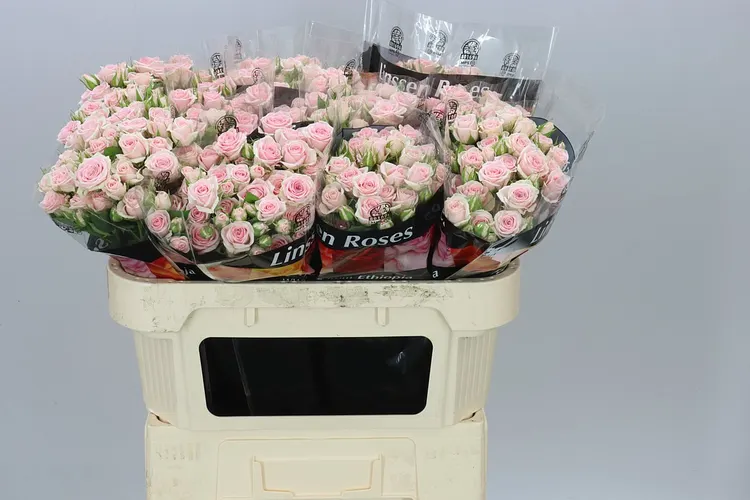 Rosa Tr Severina X5 70 cm